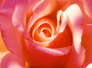 Rosa rosa.