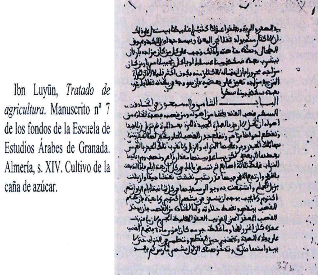 Descripción del cultivo del azúcar en la obra de Ibn Luyün, agrónomo andalusí del s. XIV.