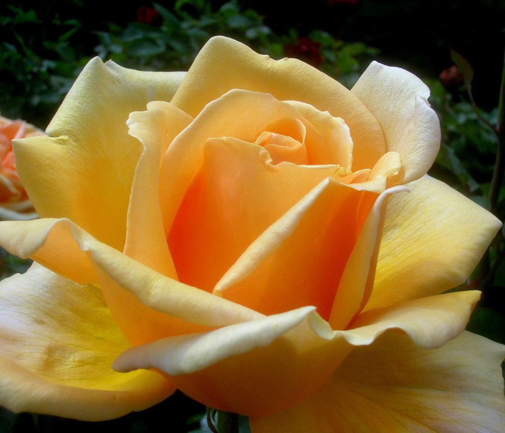 Rosa Valencia. Creada en Alemania en 1989 por W. Kordes&Sons. Posee hasta 35 grandes pétalos amarillo damasco, muy perfumados.