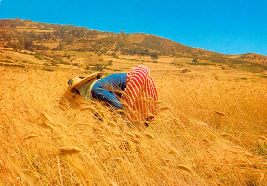 Campesina de Yebala, Marruecos, segando trigo.