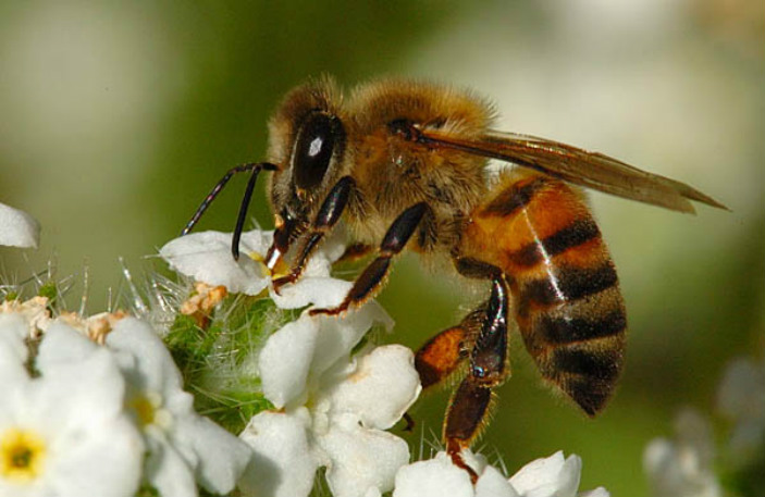 Actualmente la apicultura y los productos de las abejas han abierto nuevas ramas de investigación en países que realizan estudios avanzados.