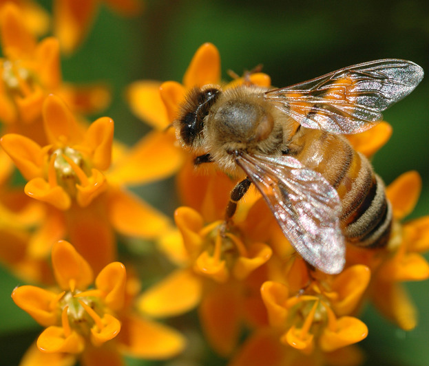 Cuando una flor ha sido visitada, la abeja puede saber que otra abeja ha consumido el néctar.
