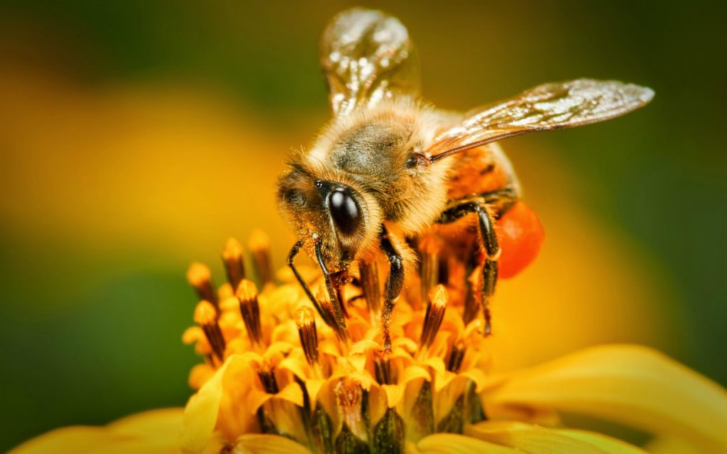 La abeja que estuvo antes marcó la flor con una gota de un olor especial. Cuando otra abeja detecta ese olor, no pierde el tiempo y se dirige a otra flor.