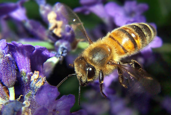 Se mueven hasta 800 metros de la colmena para acopiar el polen de las flores y los ingredientes de la miel.