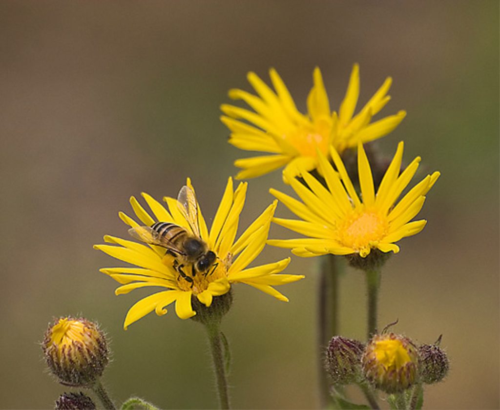 El néctar colectado por las abejas es un producto de origen vegetal denominado polen, es producido en flores de las más variadas especies.