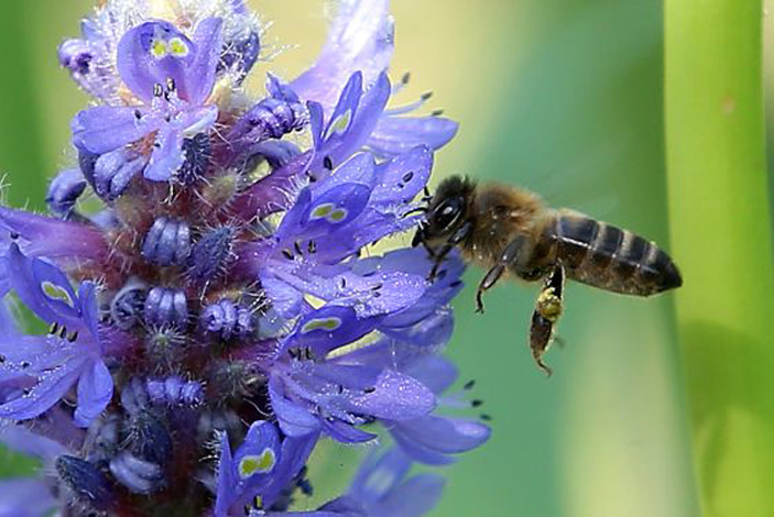 Apis melífera (abeja) libando Rosmarinus officinalis (romero).