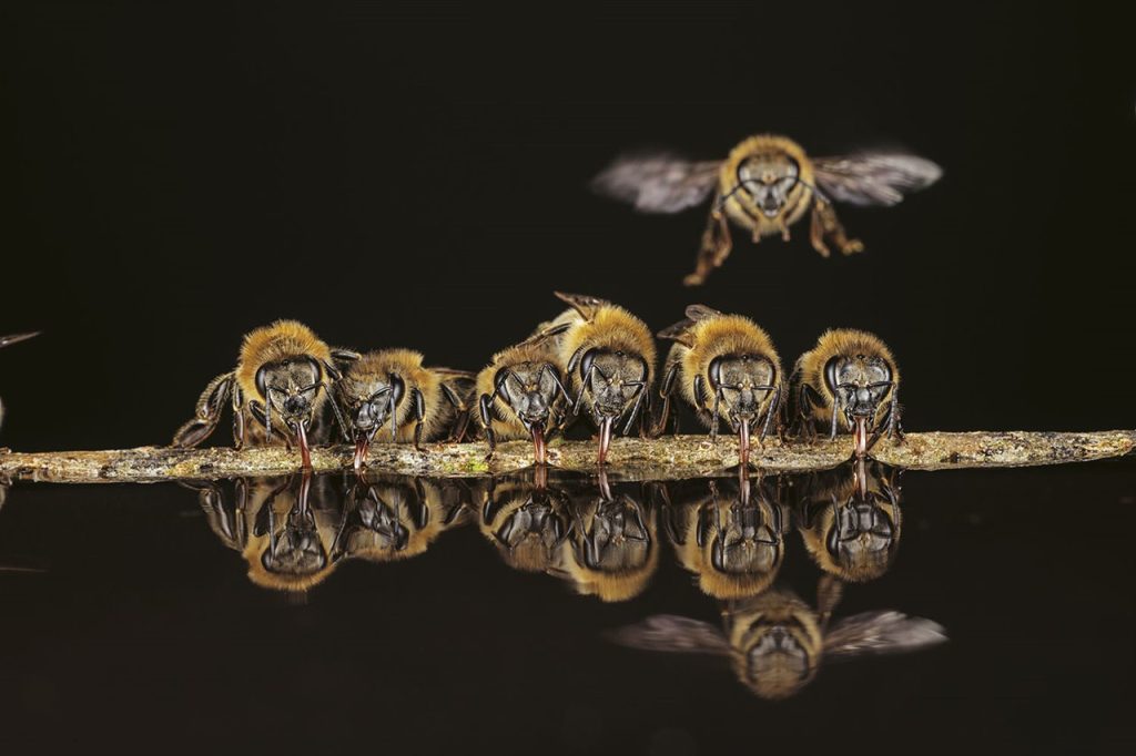 Cuando la temperatura ambiente sube en el exterior de la colmena, en su interior se pone en movimiento las abejas aguateras para ir en busca de agua para evitar un sobrecalentamiento.