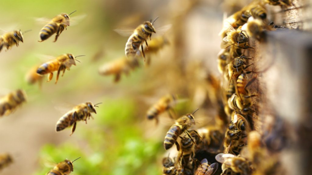 La entrada se llena de abejas que se prenden de la estructura y ventilan la colmena con las alas.