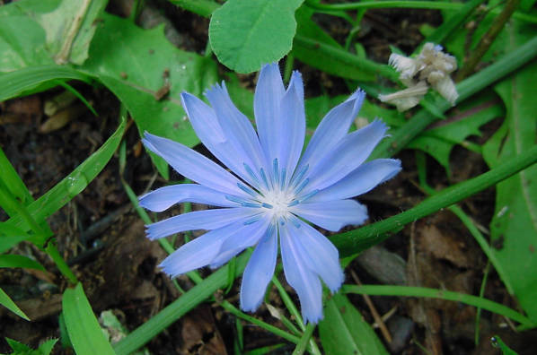 Florecen, cuando el calor hace acto de presencia, en flores diminutas de color azul vivo que se marchitan a finales del verano.