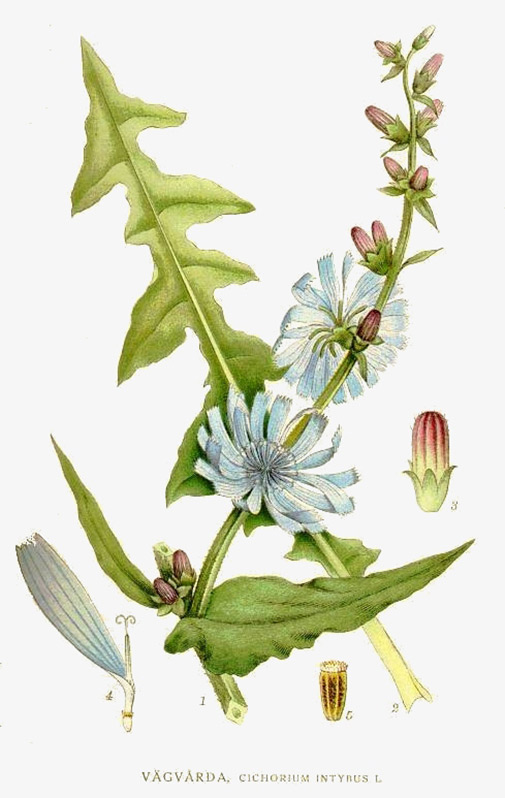 Cichorium intybus L. Reproducción de una pintura del botánico sueco CAM Lindman (1856–1928), tomada de su libro Bilder ur Nordens Flora. Obra de dominio público.