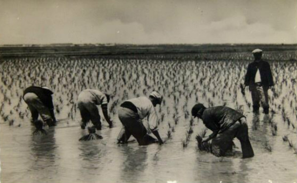 El trabajoso cultivo del arroz. Plantando arroz en Valencia.