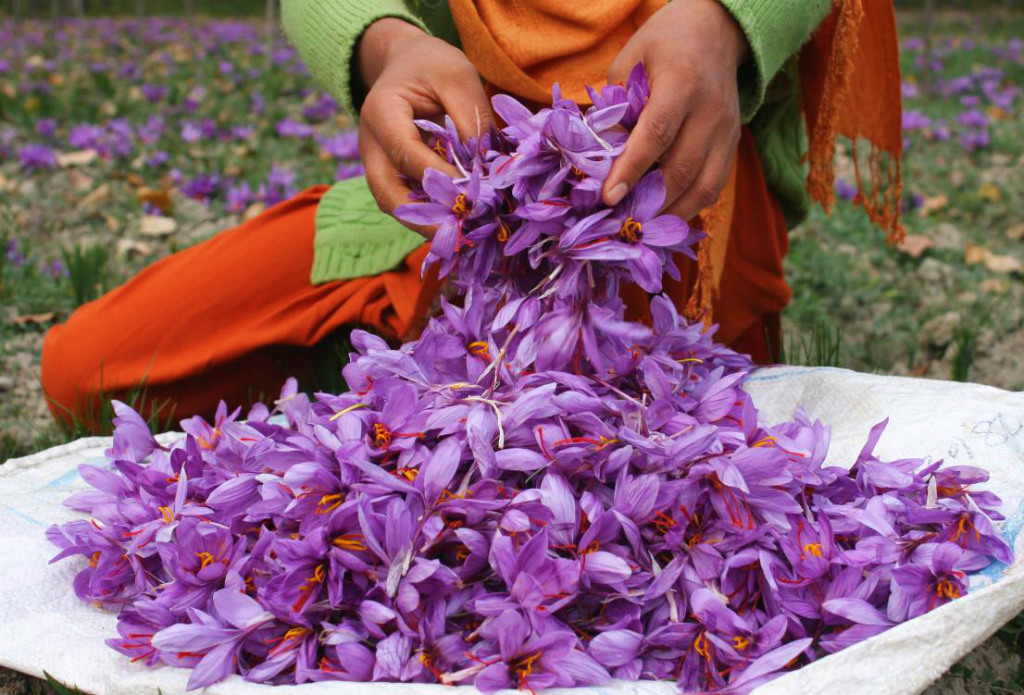 Recolección de las flores o rosas del azafrán, el oro rojo, en Irán.
