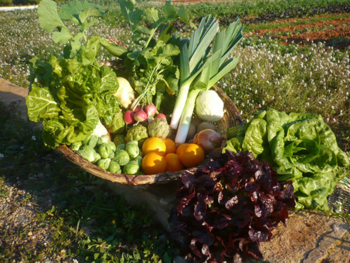 Cesto con frutas y verdura de la huerta.
