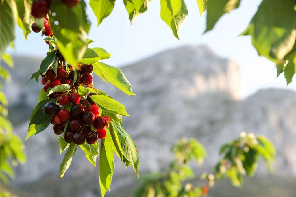 El cultivo de las cerezas es la principal actividad económica de los valles del norte de Alicante, una autentica fiesta de la Cereza. Cerezos en La Vall de la Gallinera.