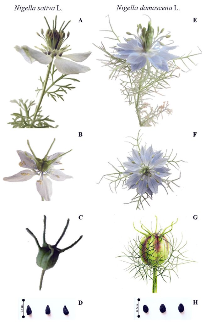 Fotografías de partes aéreas de ajenuz, flores, frutos y semillas de Nigella sativa L. ( A – D ) y Nigella damascena L. ( E – H ). Franz Eugen Köhler, Medizinal-Pflanzen de Köhler.