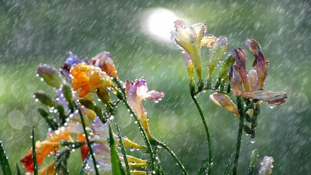Lluvia sobre el jardín.