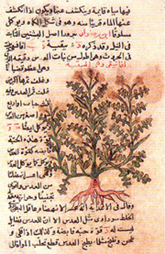 Tratado manuscrito de plantas medicinales de al-Gafiqui.