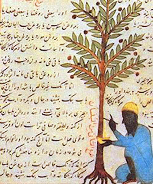 Manuscrito del Tasrif del cordobés Abu-l-Qasim al-Zahrawi (Abulcasis) (936-1013).