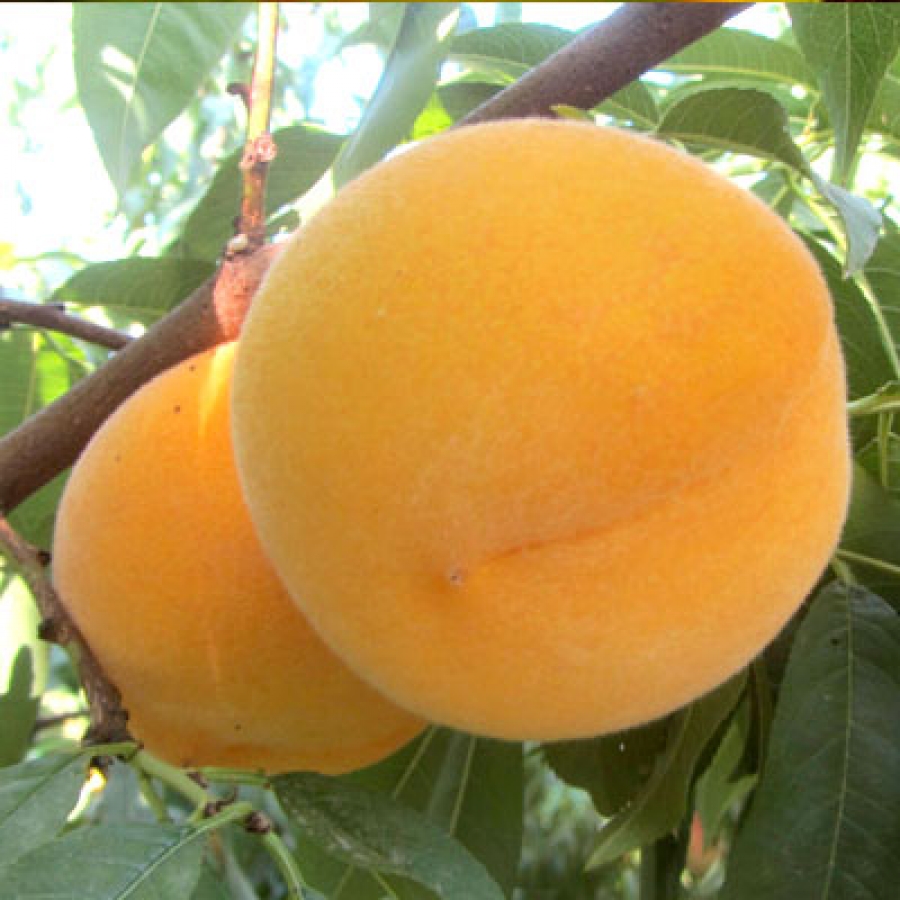 El melocotón de Calanda (Prunus persica) procede de la variedad autóctona amarillo tardío.