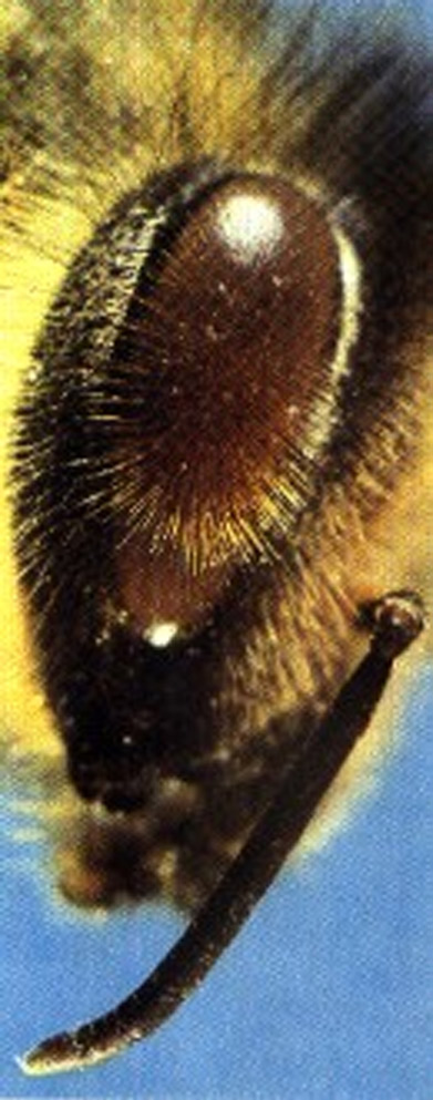 La abeja posee ojos compuestos y simples llamados ocelos. Con los ocelos, las abejas son capaces de detectar longitud de onda, intensidad y la duración de una señal luminosa.