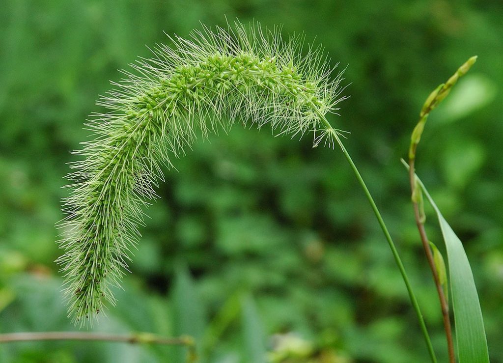 Mijo almorejo (Setaria viridis), la hierba japonesa, cola de zorra china, mijo chino, hierba de cerdas gigante, cola de zorra gigante o cola de zorra.