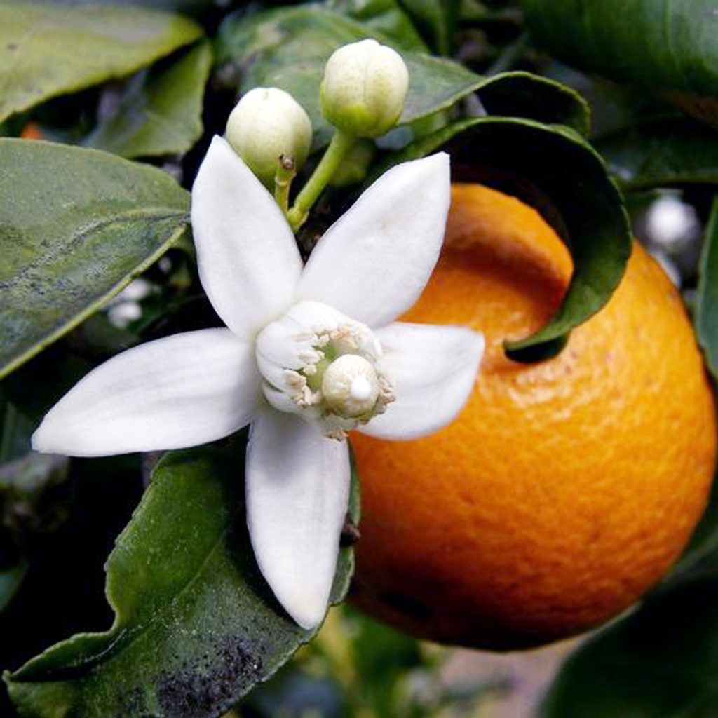 Naranja y la flor del naranjo, el azahar.