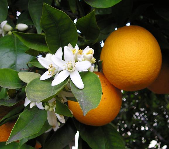 Naranjo con su fruto, la naranja, y su flor, el azahar.