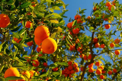 Naranjos con su fruto.