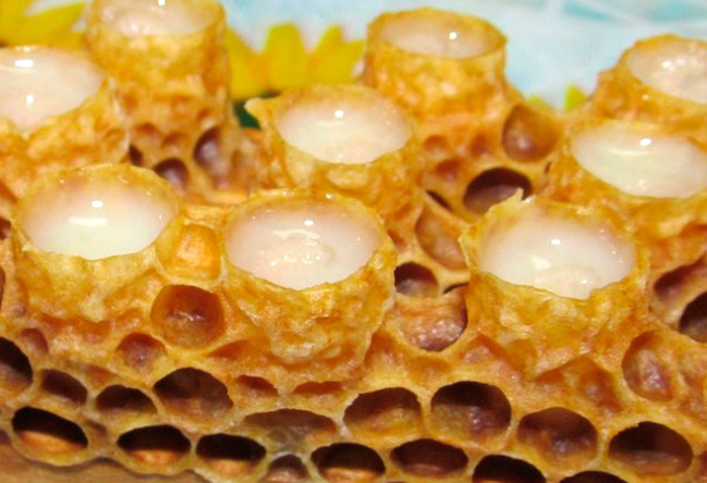 La colmena está constituida de panales de miel con paredes de cera, y sobre cada una de sus caras contiene cientos de pequeñas celdillas, todas de la misma medida.