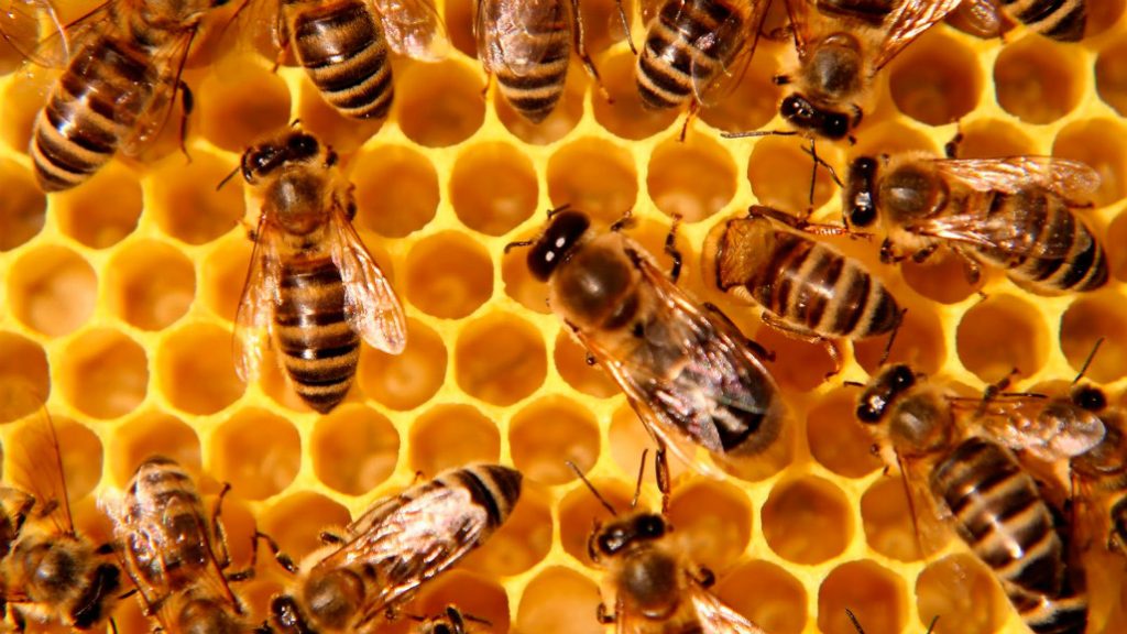 Para mantener la temperatura y la humedad de la colmena dentro de ciertos límites un grupo especial de abejas tiene a cargo la ventilación interior del panal.