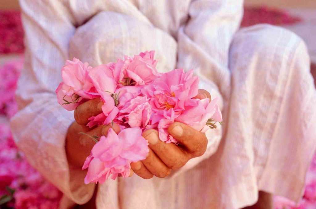 Pétalos de rosas de Kelaa M'gouna. Marruecos.