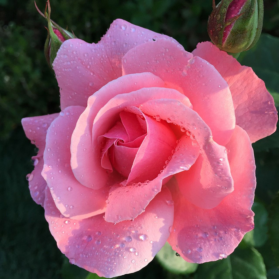 La rosa y su esencia tienen numerosas acciones beneficiosas.