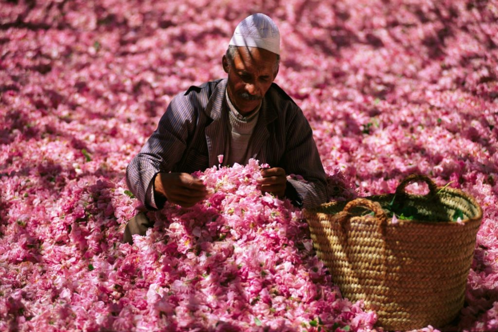 Almacén de rosas en el Valle de Dades, conocido como el Valle de las Rosas. Marruecos.