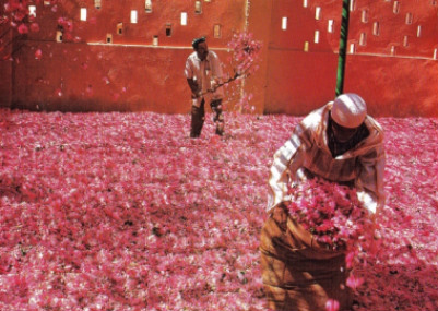 Aireando las rosas en el secadero. Marruecos.