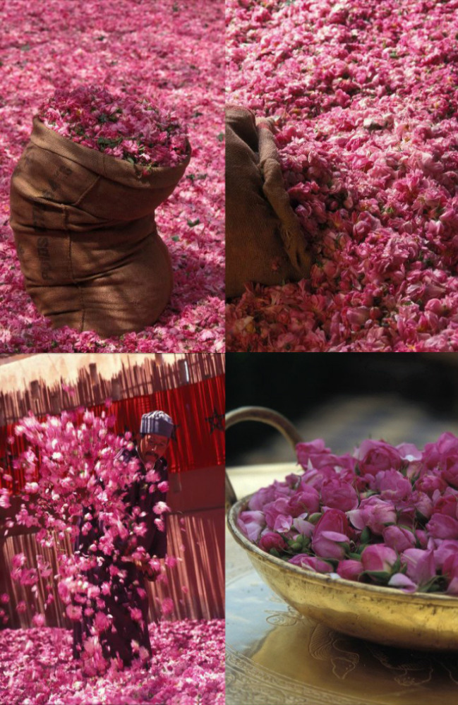 Cosecha, venta y proceso de aventar los pétalos de rosas en el Valle del Dadés. Marruecos.