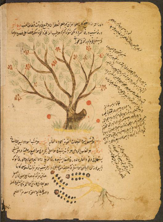 Tratado botánico árabe. Autor y fecha desconocido