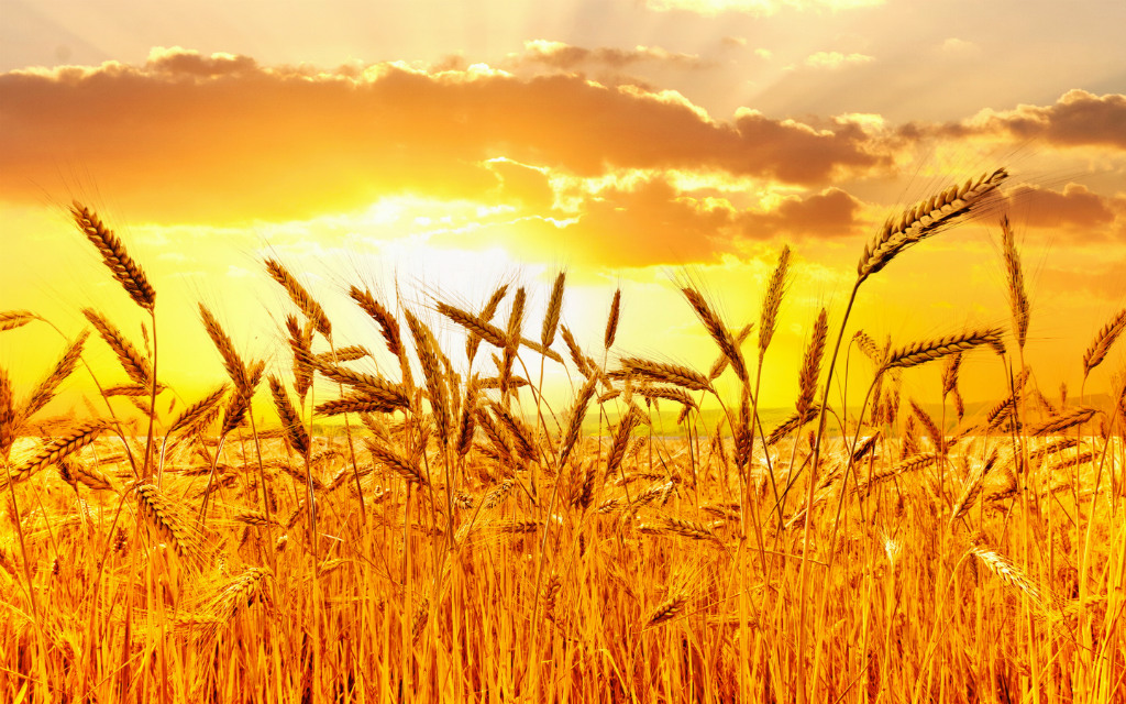 Campo de trigo y puesta de sol.