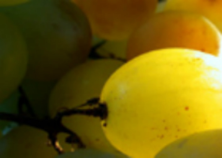 Granos de uva de mesa embolsada del Vinalopó.
