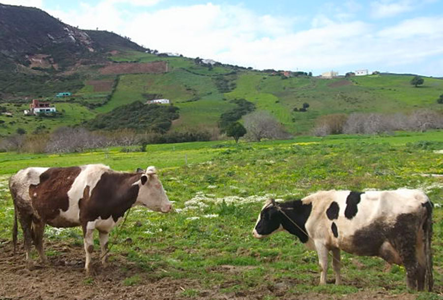 Vacas pastando en el valle. Foto: Amparo Sánchez Rosell.