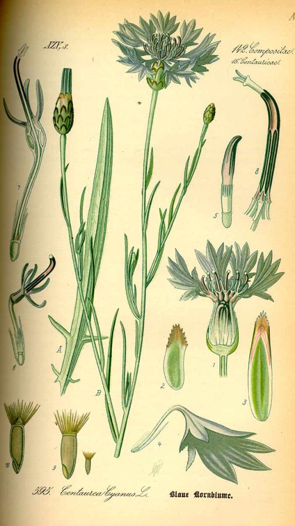 Centaurea cyanus.