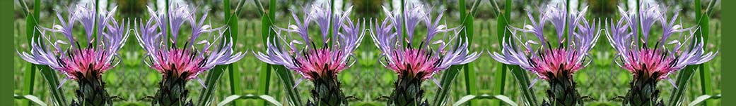 Centaurea. Cabecera de la Web.