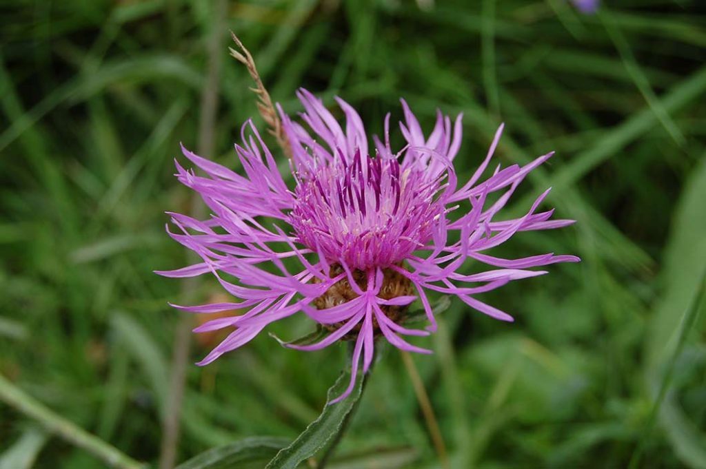 Centaurée aspera, spécimen photographié dans la chaîne des puys Auvergne.