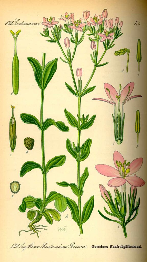 Centaurium erythraea.