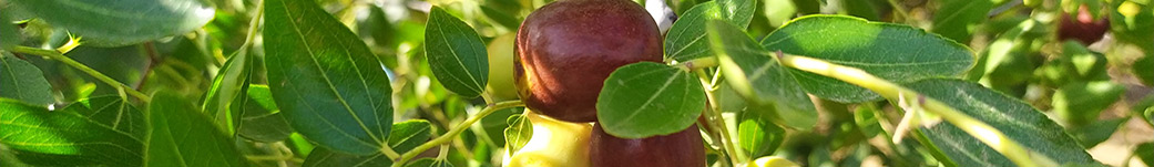 Azufaifo o ginjolèr. Ziziphus jujuba. Cabecera de la Web.