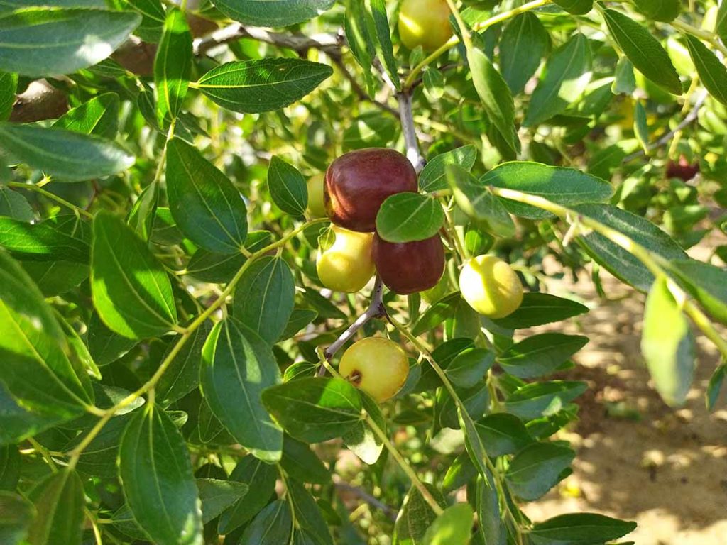Azufaifo o ginjolèr. Ziziphus jujuba.