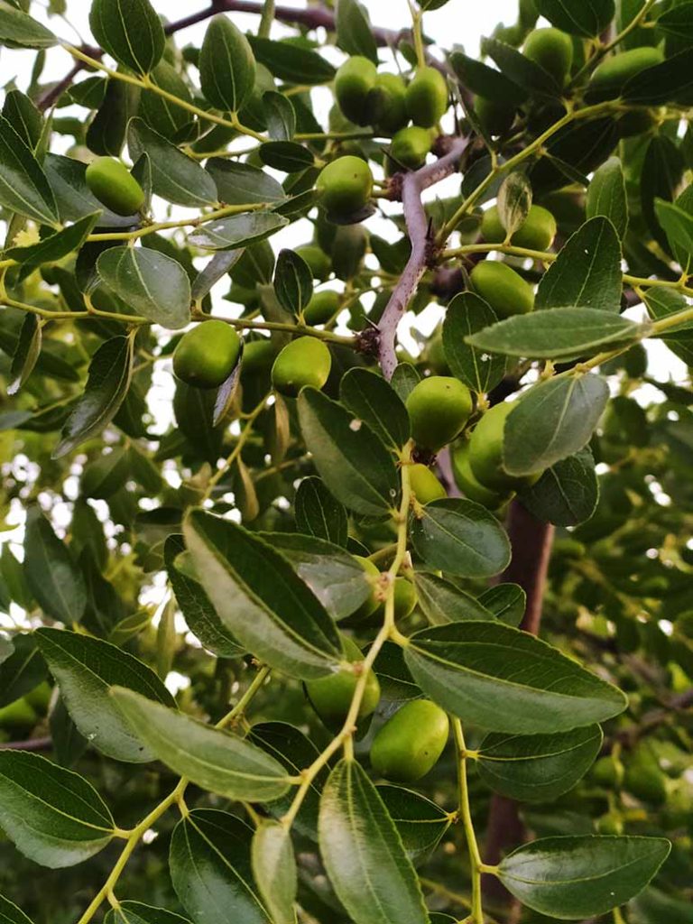Azufaifo/Ginjolèr Ziziphus jujuba, con frutos verdes.
