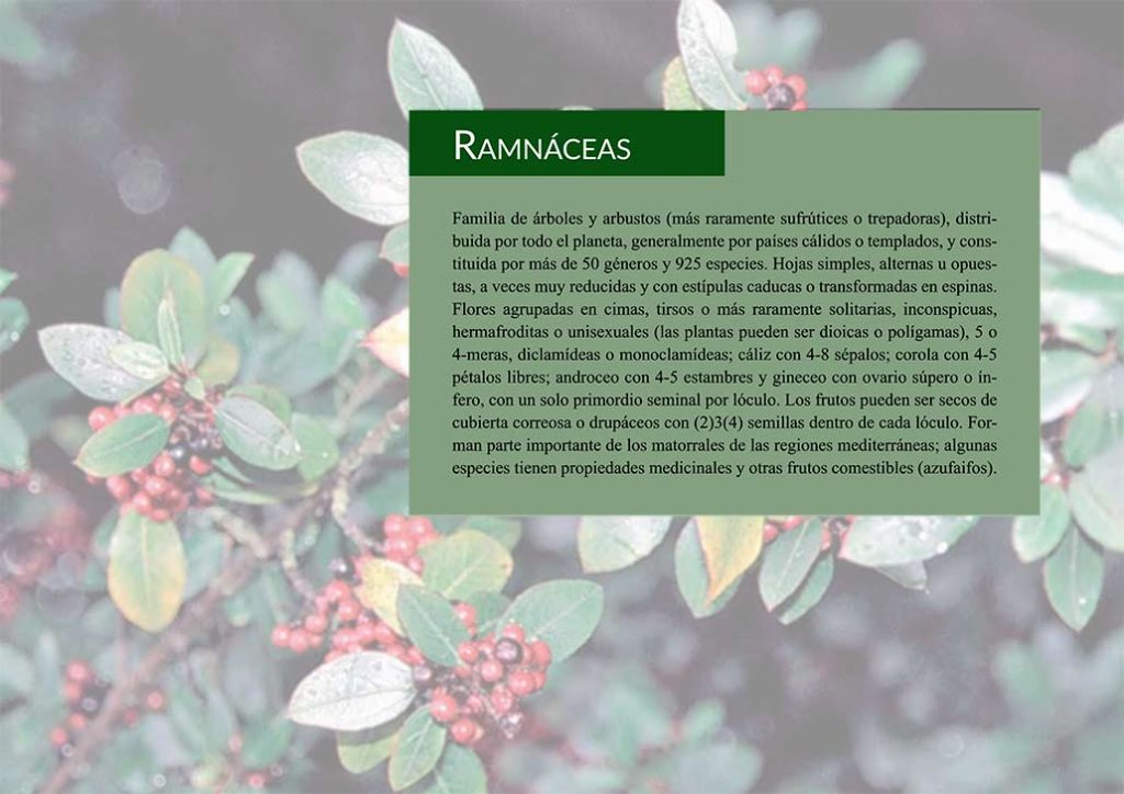 Ramnáceas. Flora agrícola y forestal de al-Andalus. Volumen II: especies leñosas. Expiración García-Sánchez, Julia Mª Carabaza Bravo, J. Esteban Hernández-Bermejo. 2021.