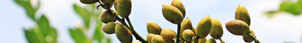 Pistachos tiernos en el árbol. Cabecera de la Web Pistachos