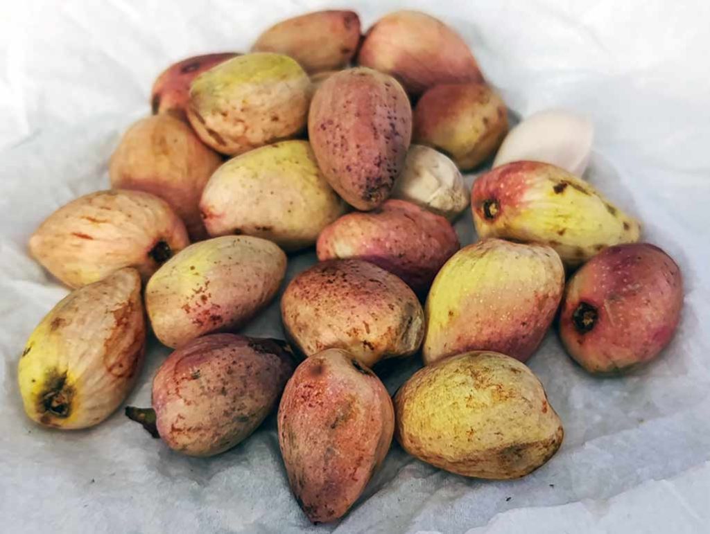 Pistachos tiernos. Fruto de la Pistacia Vera.