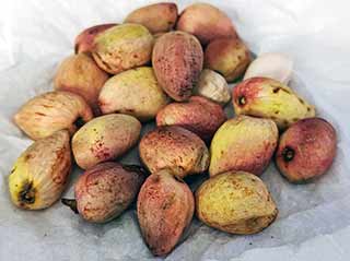 Pistachos tiernos. Miniatura para el menú de la Web de ingredientes de restaurante Balansiya. Valencia.